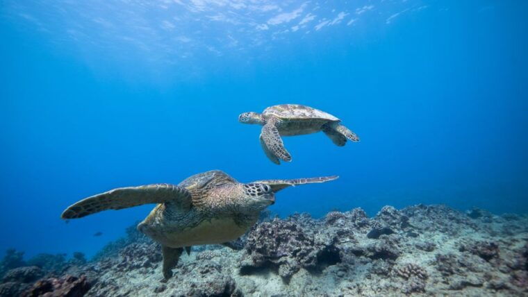 oahu-waikiki-discovery-scuba-diving-for-beginners