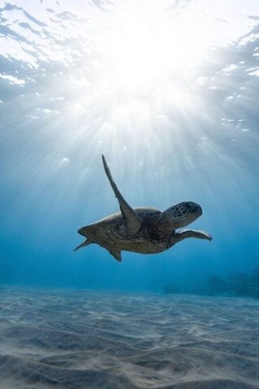 oahu-waikiki-turtle-snorkeling-adventure-cruise