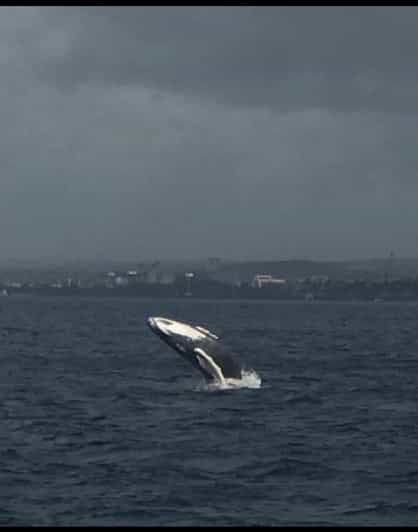 oahu-whale-sail-charter