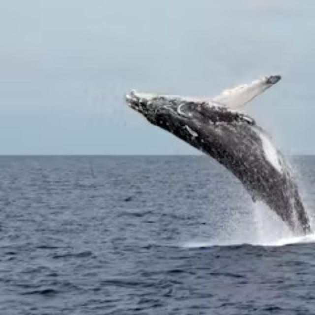 oahu-whales-dolphins-snorkeling-cruise-with-hawaiian-meal