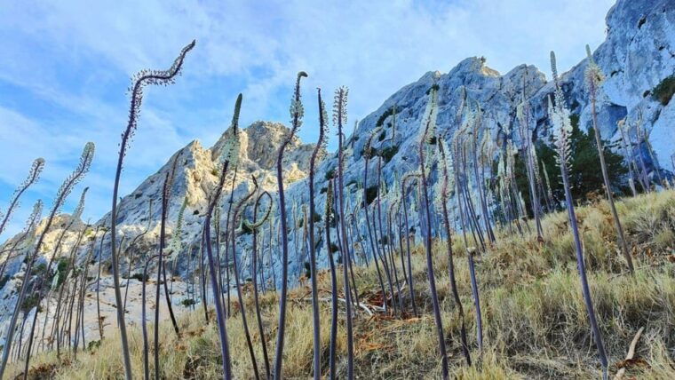 olbia-trekking-with-climbing-to-tavolara