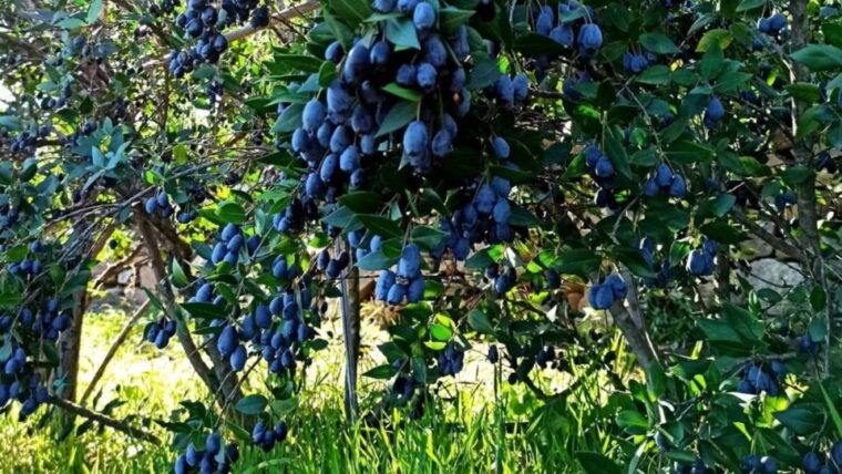 olbia-visit-a-myrtle-making-factory-with-tasting-2