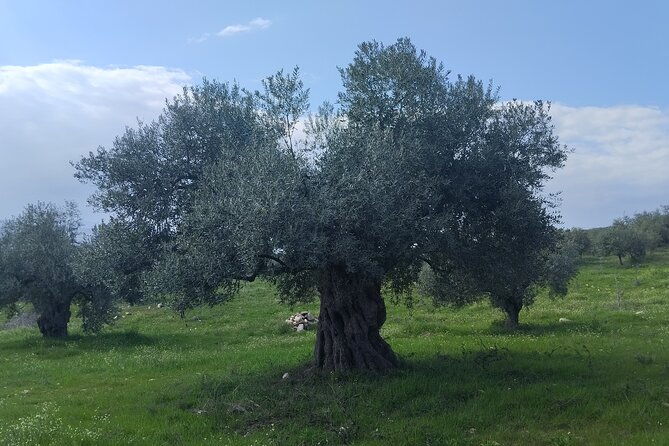 olive-oil-tasting-with-seminar-in-metagitsi-halkidiki
