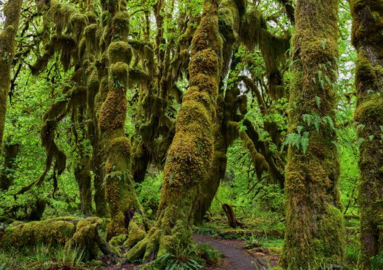 olympic-national-park-hoh-rain-forest-and-rialto-beach-tour