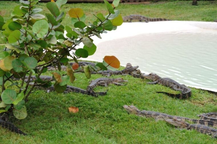 orlando-airboat-safari-with-transportation