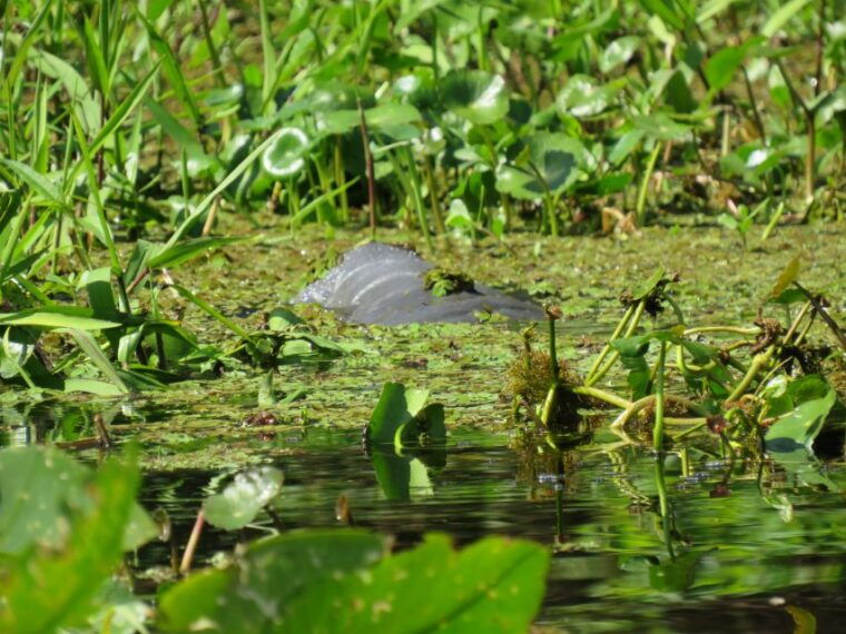 orlando-small-group-manatee-discovery-kayak-tour