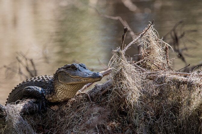 photograph-low-country-wildlife-with-a-professional-photographer