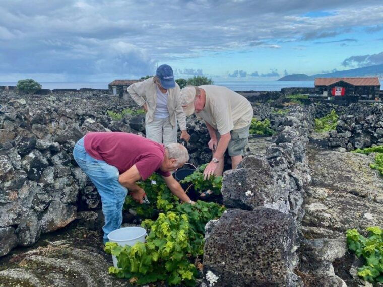 pico-island-wine-tasting-independent-producers-culture