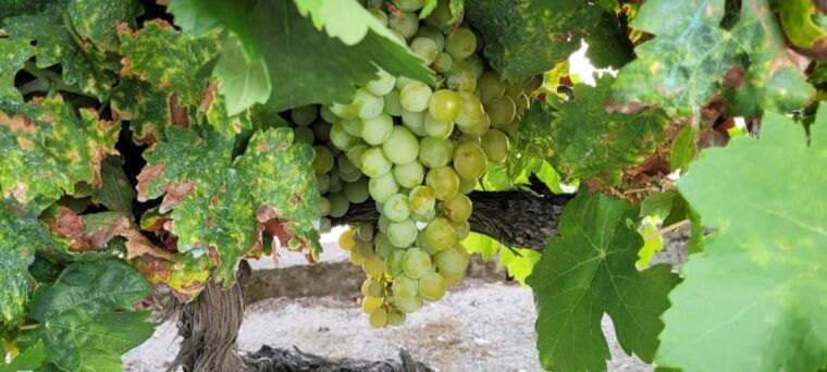 porto-to-douro-better-experience-wine-and-portuguese-food