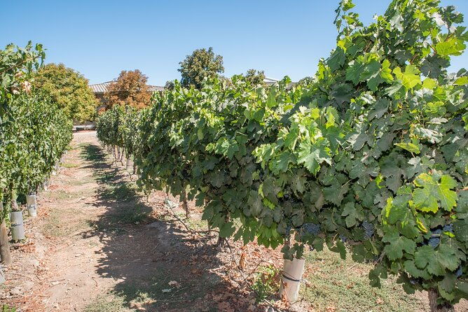 premium-wine-tasting-and-tour-at-santa-rita-private-transport