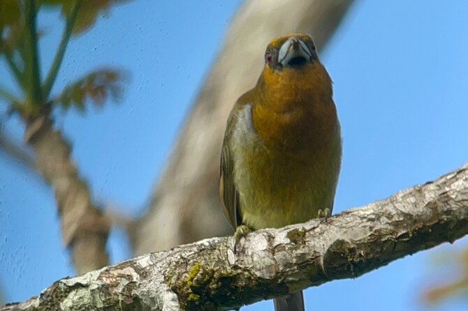 private-birdwatching-at-monteverde