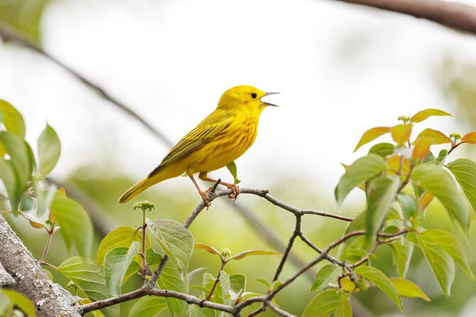 private-charters-on-saginaw-bay-for-fishing-or-birdwatching