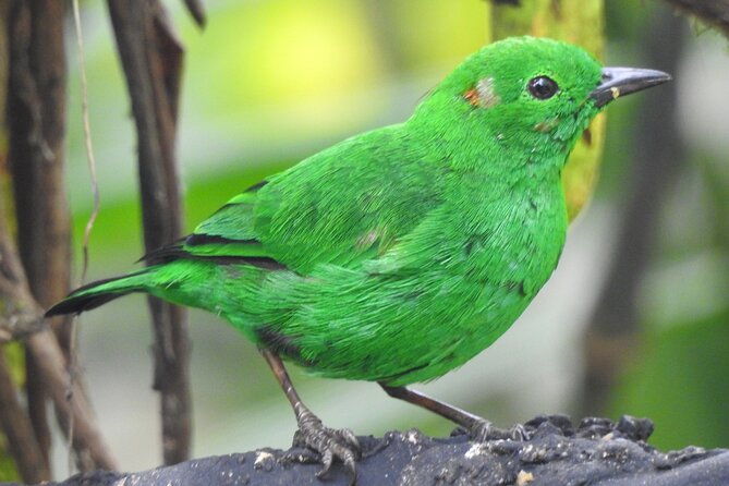 private-cloud-forest-hummingbird-feeders-and-quito-old-town-tour