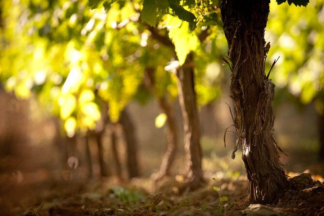 private-cretan-gastronomic-experience-winery-visit-with-tastings-cooking-class