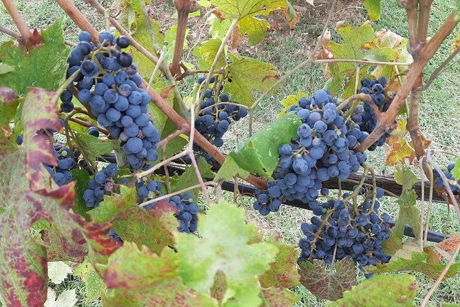 private-excursion-visit-siena-chianti-with-lunch-and-tastings