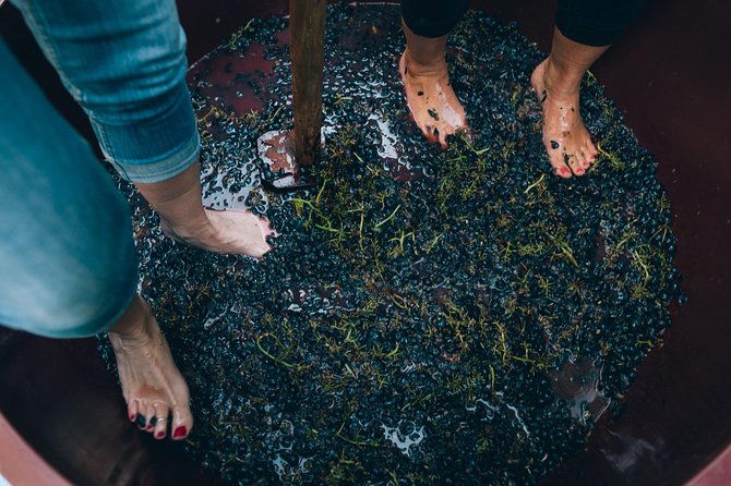 private-grape-stomping-in-chianti-from-siena