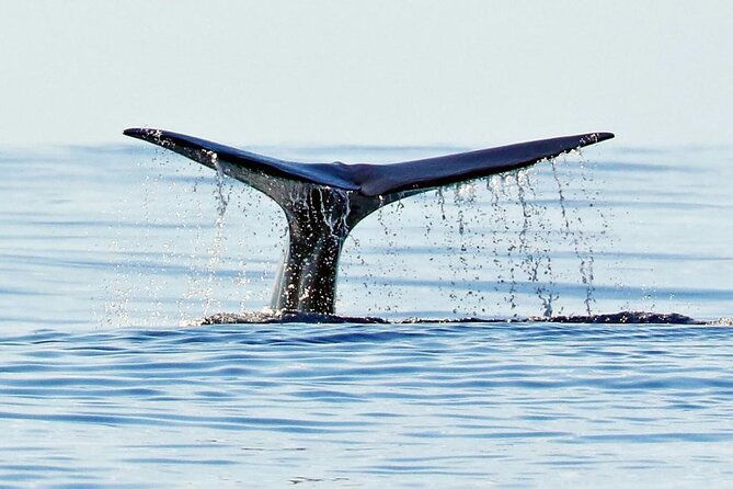 private-marine-wildlife-boat-tour