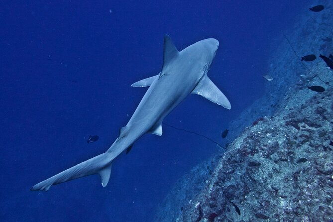 private-niihau-scuba-charter-with-2-or-3-tank-dive-option