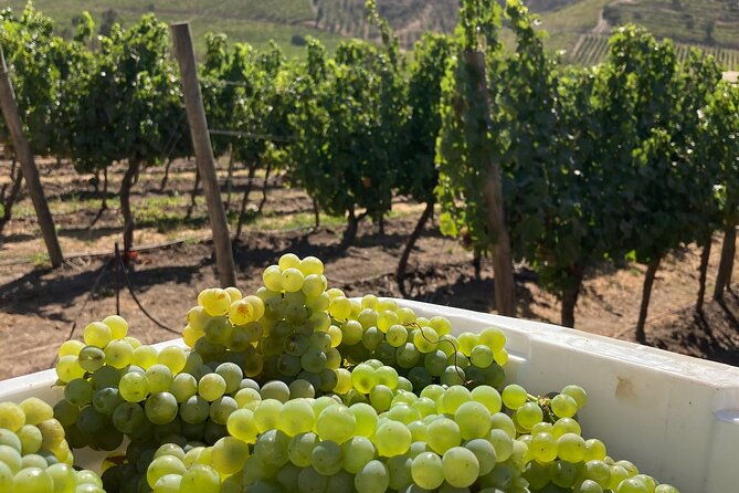private-san-antonio-port-visit-chocalan-winery-transfer-hotel