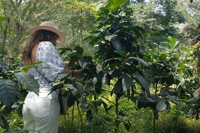 private-tour-coffee-plantation-coloma-transportation-lunch