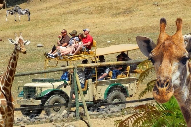 private-tour-of-sonoma-wild-safari-animal-park-and-sonoma-redwoods