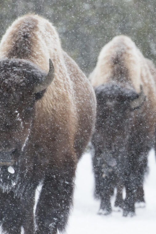 private-tour-of-yellowstone-national-park