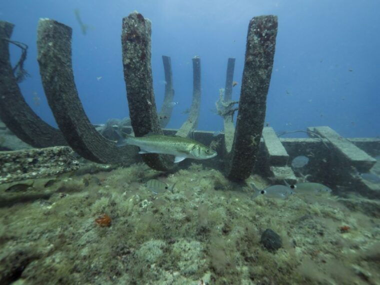 puerto-de-mogan-submarine-tour