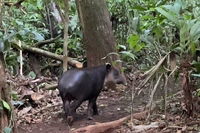 rainforest-night-tour-at-tapir-home-bijagua