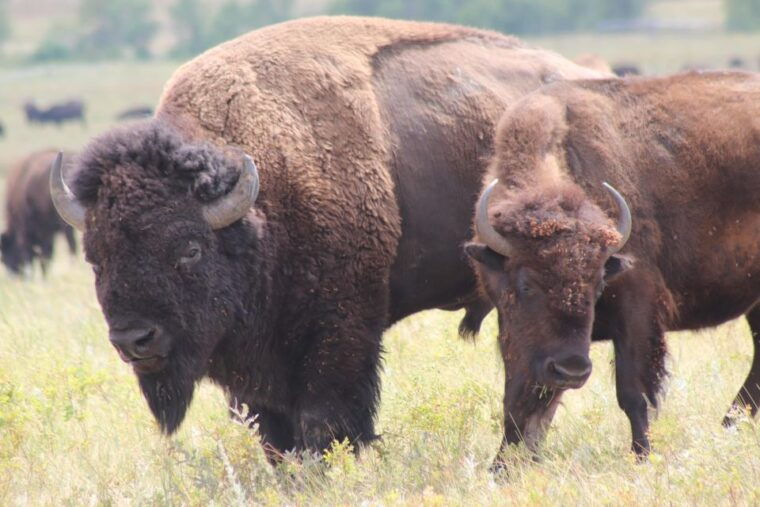 rapid-city-black-hills-parks-monuments-and-mount-rushmore