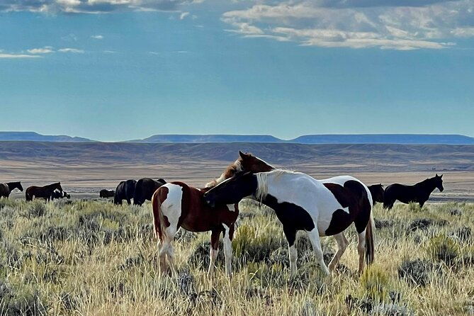 red-canyon-wild-mustang-safari-truck-tours-in-cody-wyoming