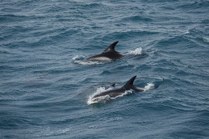 reykjavik-bay-arctic-rose-whale-watching-excursion