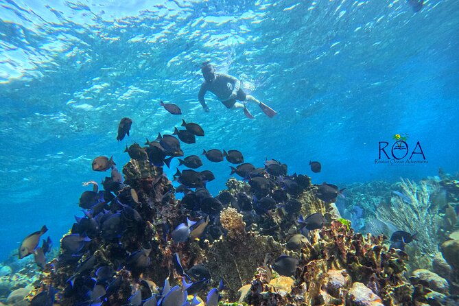 roatan-zipline-and-snorkel-adventure