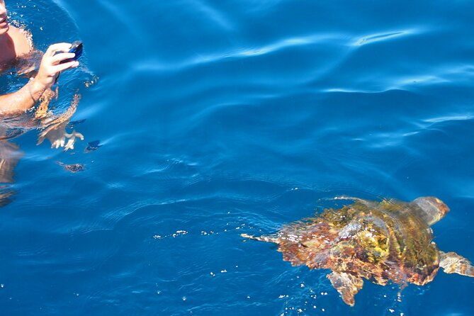 sailing-boat-always-private-always-by-sail-search-for-dolphins