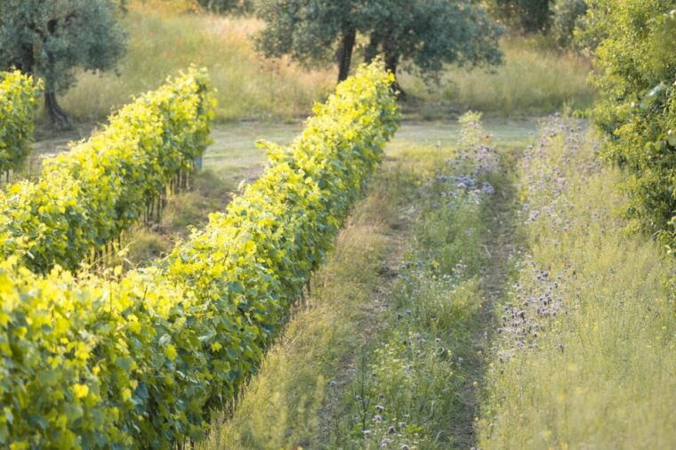 san-gimignano-wine-tasting-with-aperitivo-in-the-vineyard