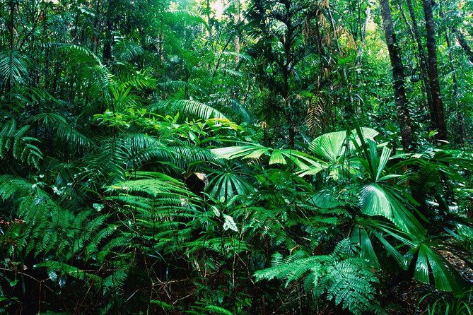sarapiqui-river-cruise-rainforest-walk-private-tour