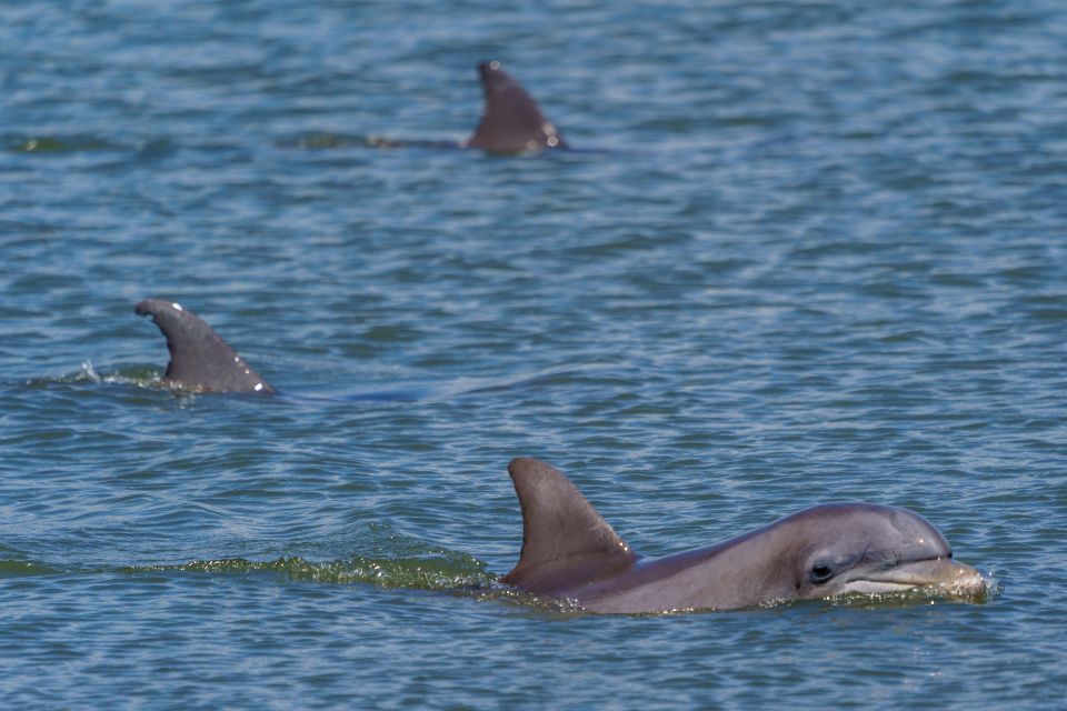 savannah-dolphin-spotting-and-wildlife-eco-cruise