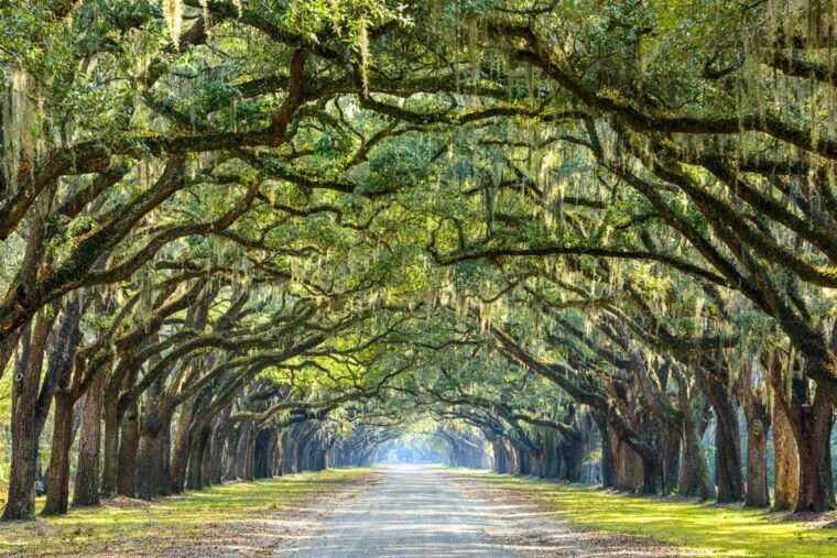 savannah-history-and-culture-walking-tour