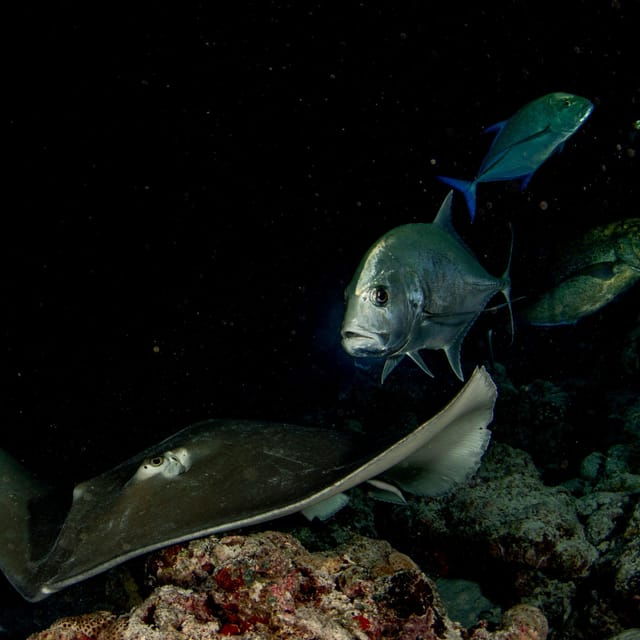 scuba-night-dive-for-certified-divers-in-tenerife