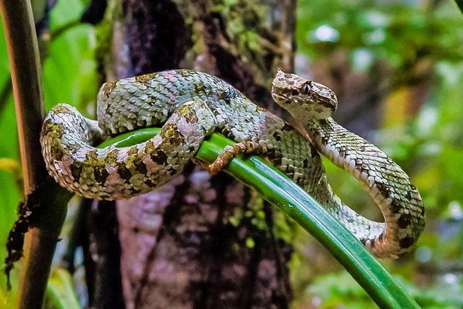 selvatura-park-herpetarium-tour-in-monteverde