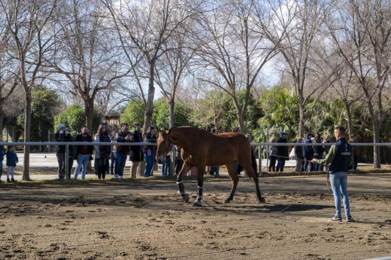 seville-horses-show-entry-ticket-optional-stud-farm-visit