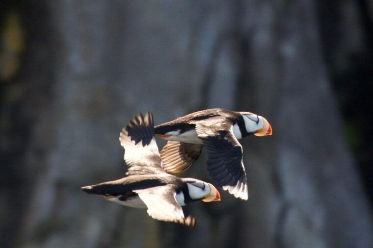 seward-kenai-fjords-national-park-extended-cruise