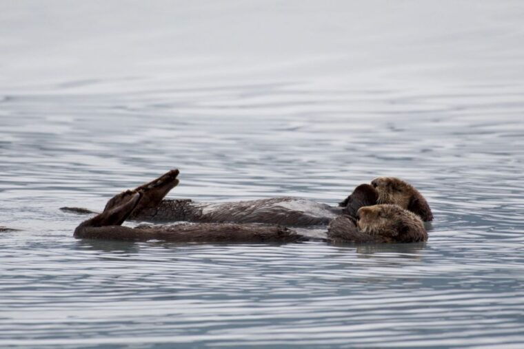 seward-resurrection-bay-orca-quest-cruise