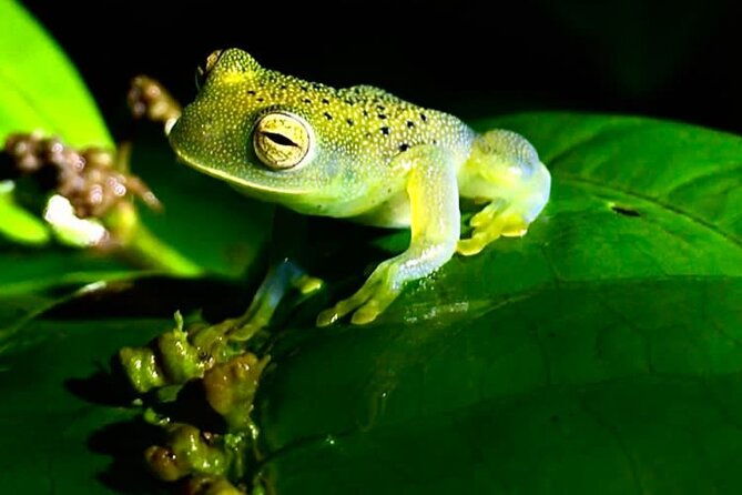 shared-night-tour-forest-experience-in-manuel-antonio