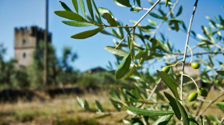 siena-half-day-guided-hike-to-monteriggioni