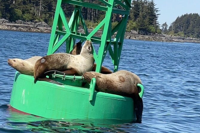 sitkas-private-wildlife-whale-adventure-for-6-w-transportation