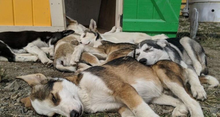 skagway-yukon-white-pass-husky-sled-camp-combo-tour