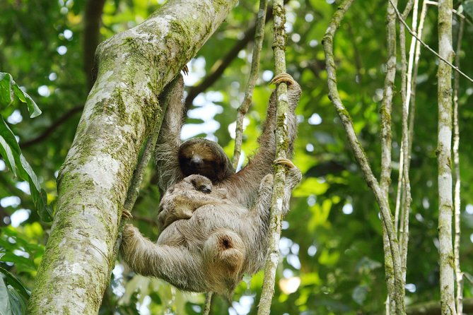 sloth-sanctuary-rafting-class-ii-iii-combo
