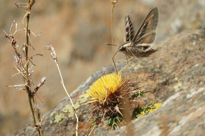 soar-like-a-bird-over-the-costa-del-sol-ecological-tour-with-a-natural-spring