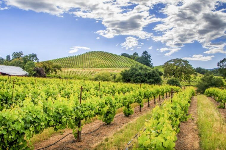 sonoma-valley-guided-winery-tour-with-picnic-lunch