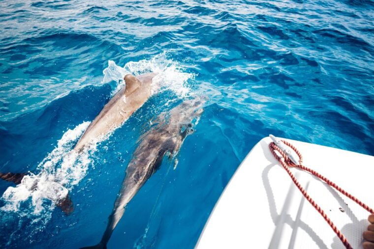 st-petersburg-fl-private-2-hour-dolphin-watching-cruise